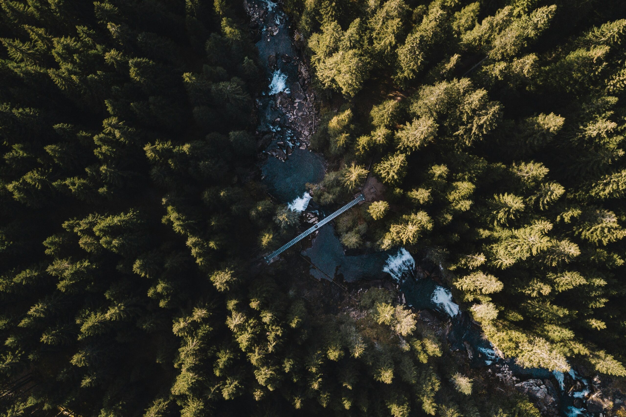Aerial view of one of Trentino's forests - moving here might make you feel disoriented as much as wondering in wilderness. We want to help with our guides.