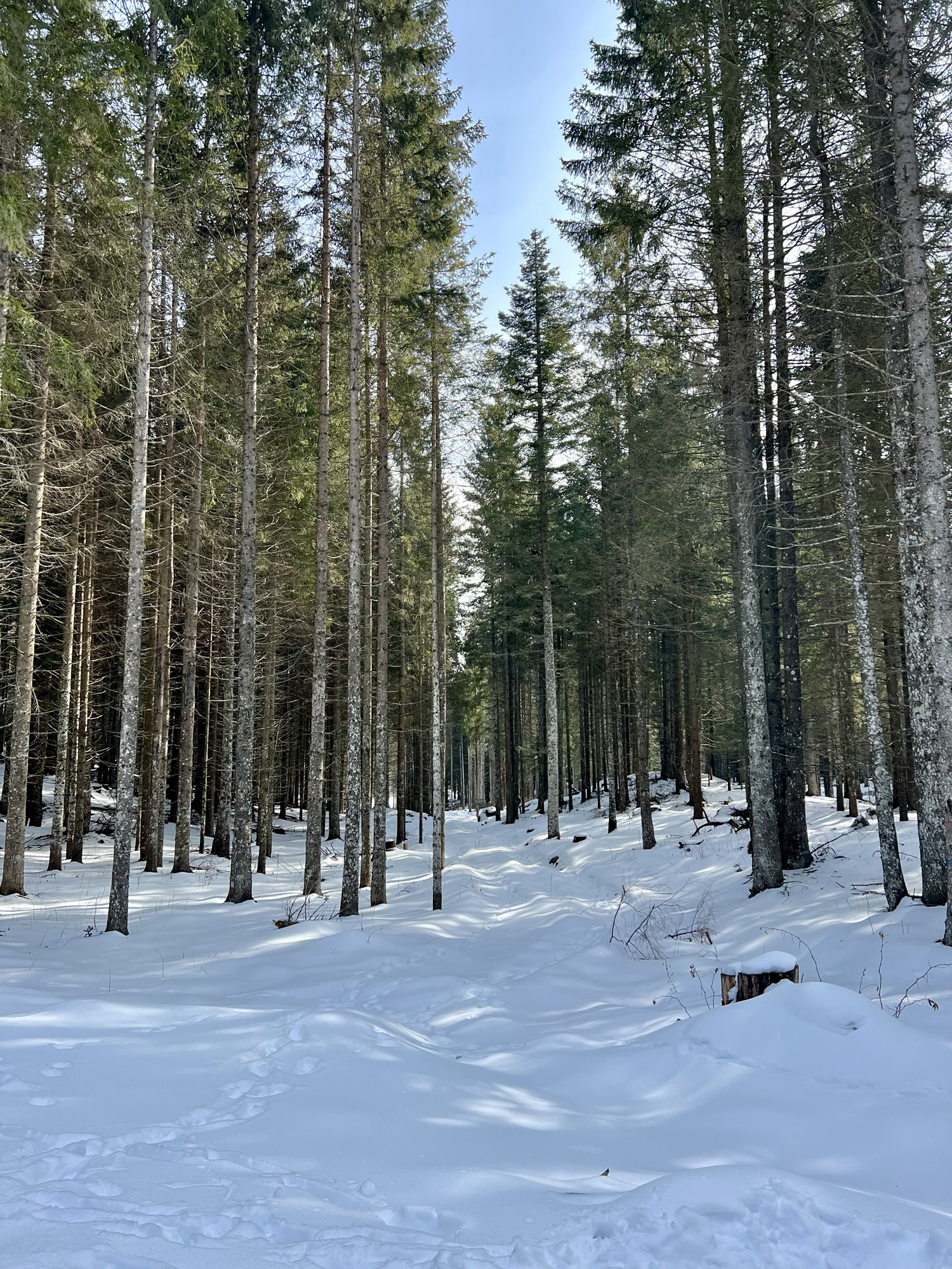 The 2026 Winter Olympics are coming to Trentino and here's everything you need to know about attending, where to watch & how to experience the magic beyond the medals.